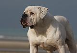 BOULEDOGUE AMERICAIN 121